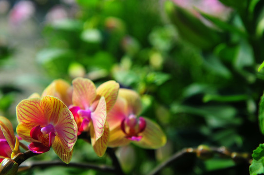 花卉 春节花市 光彩夺目 鲜花