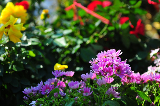 花卉 春节花市 光彩夺目 鲜花