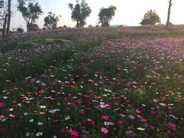 花海 花园全景