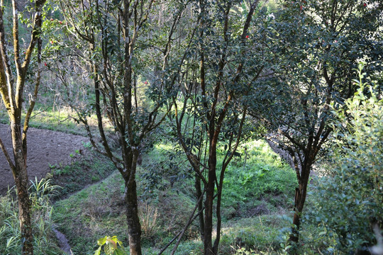 油茶树