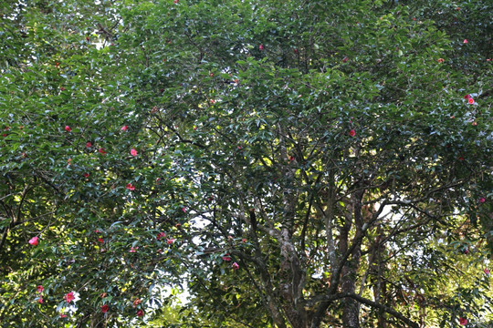 红花油茶树