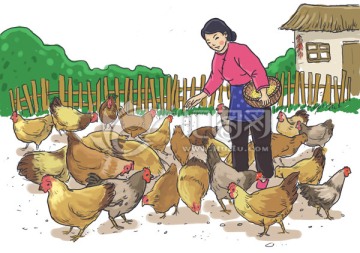 农妇喂鸡