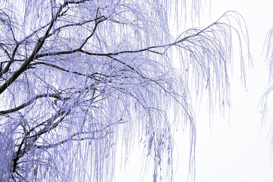 冬天的树木 树枝