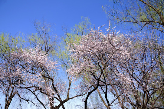 桃花盛开