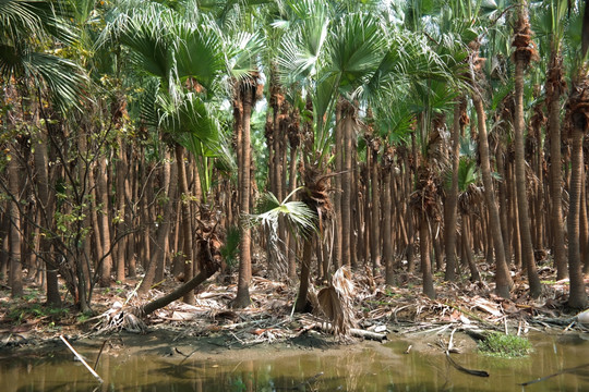 葵树林风光