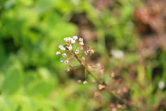 荠菜花