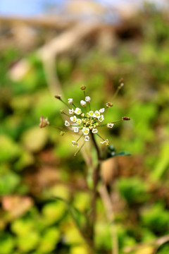 野菜花