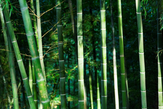 绿竹 竹节 竹子 上海 佘山竹