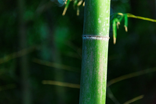 绿竹 竹节 竹子 上海 佘山竹