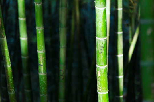 绿竹 竹节 竹子 上海 佘山竹