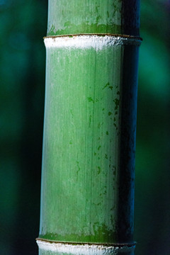 竹节 竹林 佘山竹林