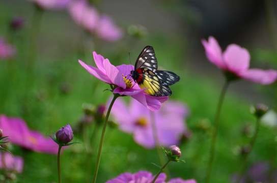 格桑花与蝴蝶