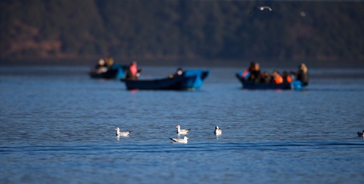 泸枯湖 人与鸟