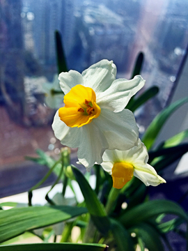 水仙 花卉 鲜花