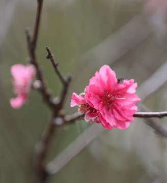 桃花