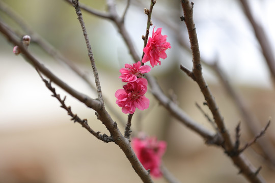 桃花