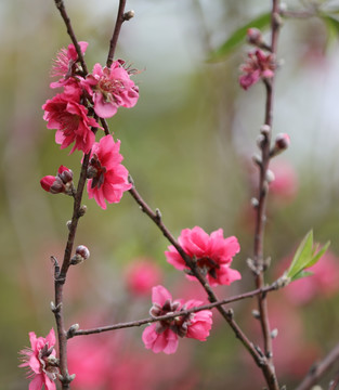 桃花