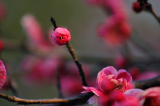 红梅花儿开