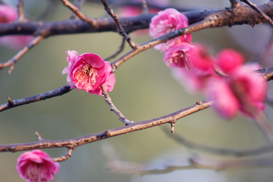 红梅花儿开