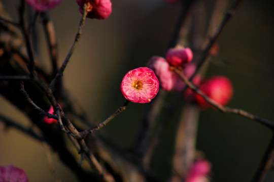 红梅花儿开