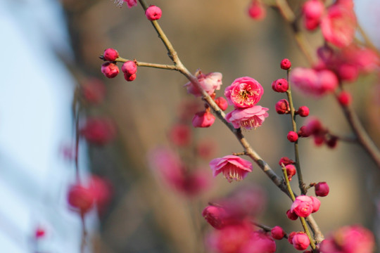 红梅花儿开