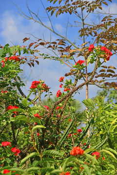 霸王鞭植株花卉特写