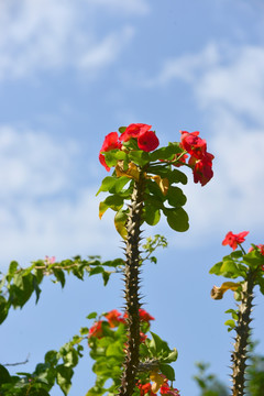 霸王鞭植株花卉特写