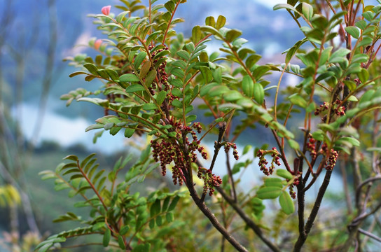 广西黄花梨