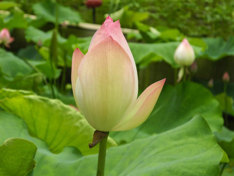 荷花特写