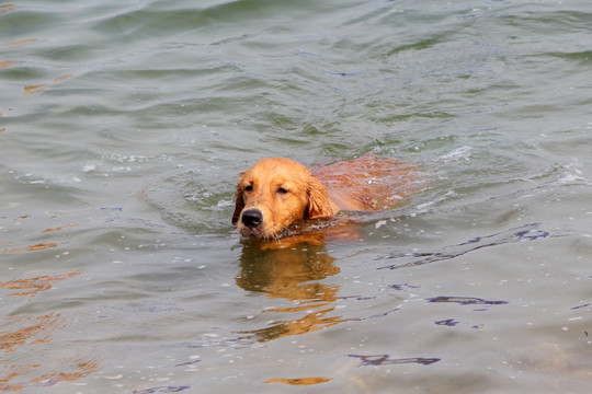 海中游泳的金毛犬