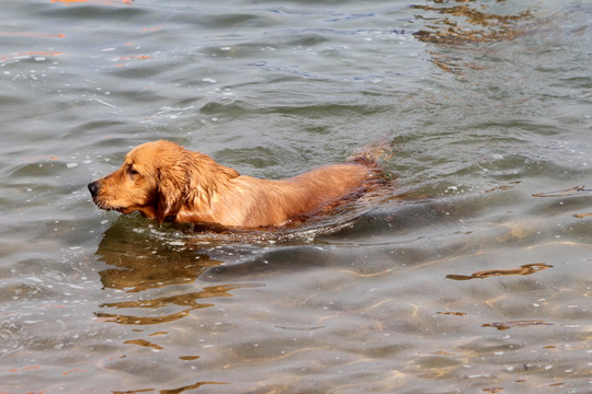 海中游泳的金毛犬