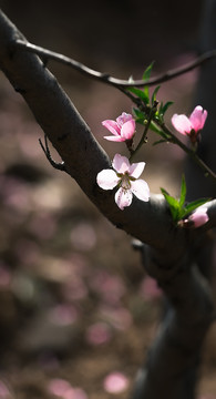 桃花花朵和树枝