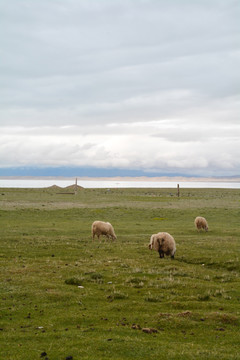 青海湖羊群