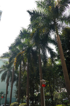 大王椰树
