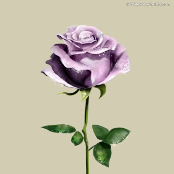 紫玫瑰花