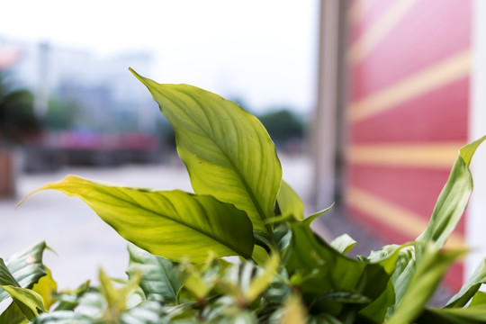 绿色花草树叶微距特写