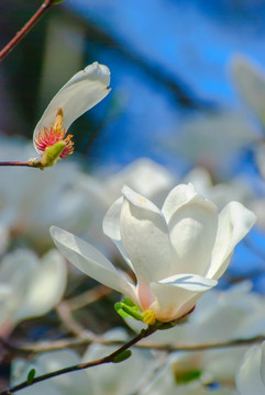 玉兰花