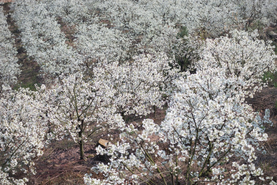 山楂花