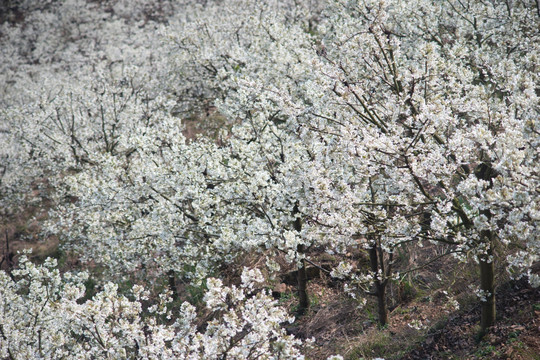 山楂花