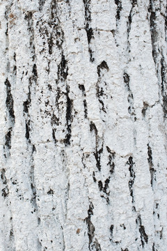 白色树皮