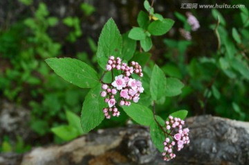 小紫花