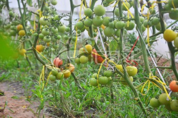 番茄种植