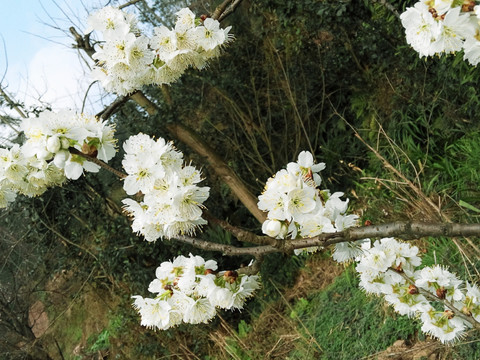 樱桃花