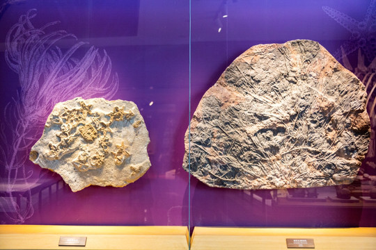 上海自然博物馆生物化石
