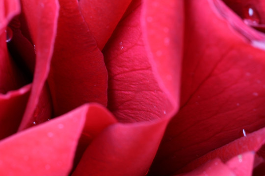 高清红玫瑰花瓣图片