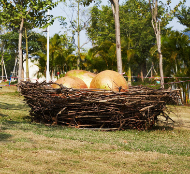 金蛋窝鸟窝鸟巢nest