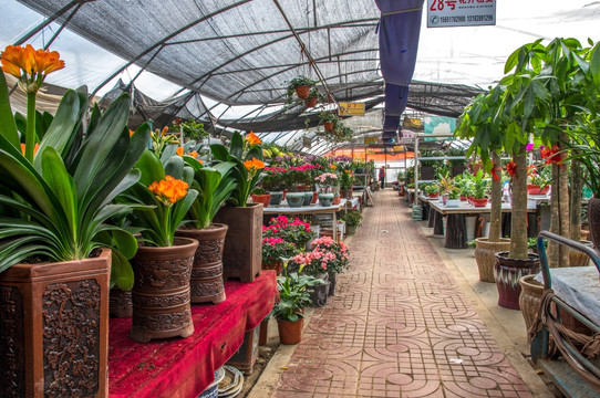 鲜花店花卉市场