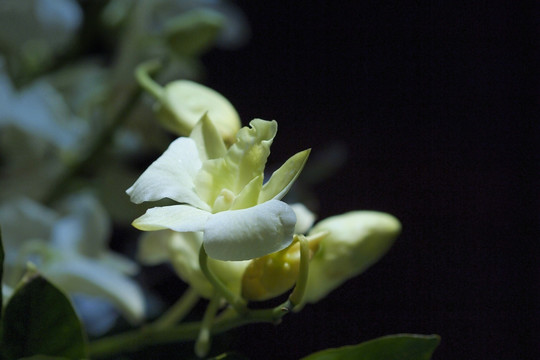 杨兰花卉 鲜花 花特写