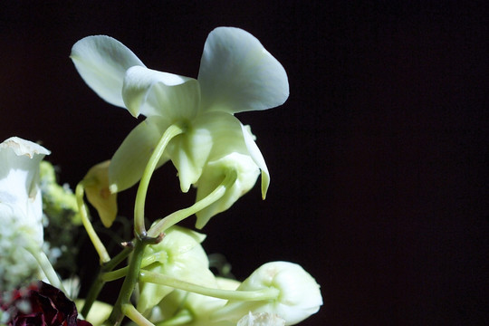 鲜花 花背影 杨兰 花卉