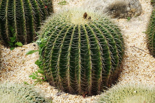 沙漠植物 仙人球